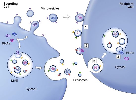 Exosome cell communication diagram