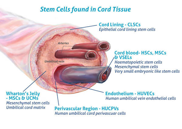 Umbilical cord tissue diagram showing where stem cells originate