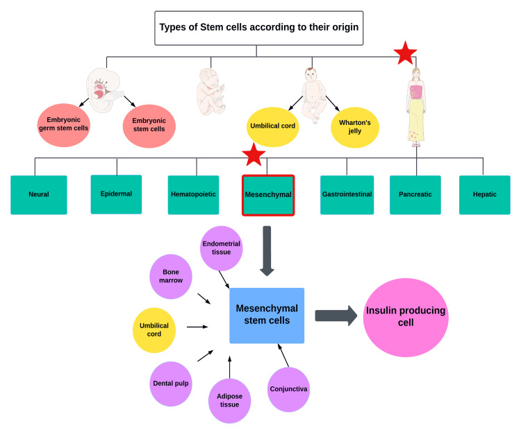 Types of stem cells and their origin