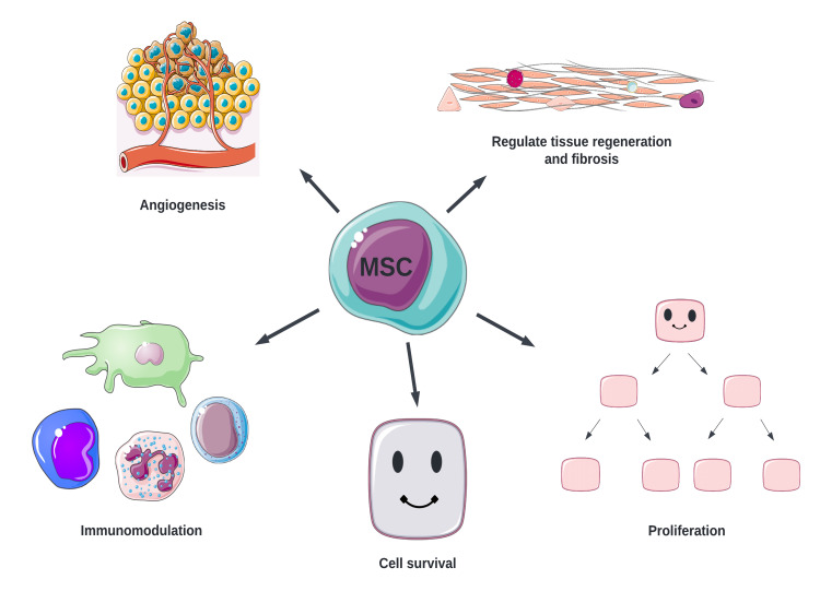 Several mechanisms have been discovered to play a role in the management of T1D by MSCs